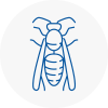 Ulverston Wasp Nest Removal